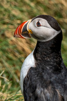 Puffins