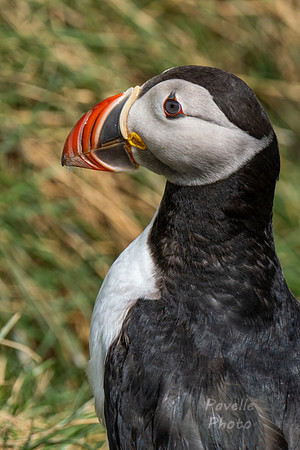 Puffins