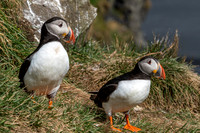 Puffins