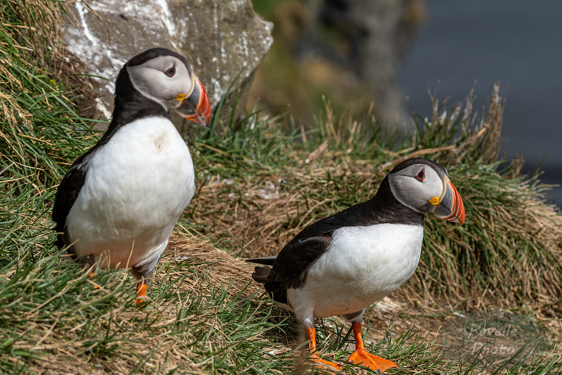 Puffins