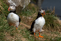 Puffins