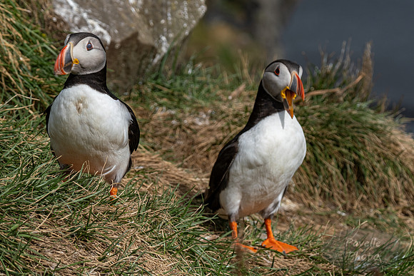 Puffins