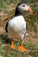 Puffins