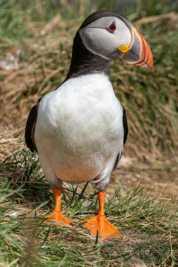 Puffins