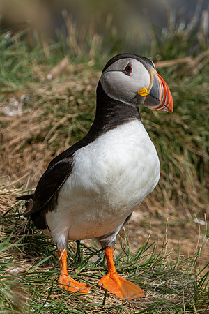 Puffins