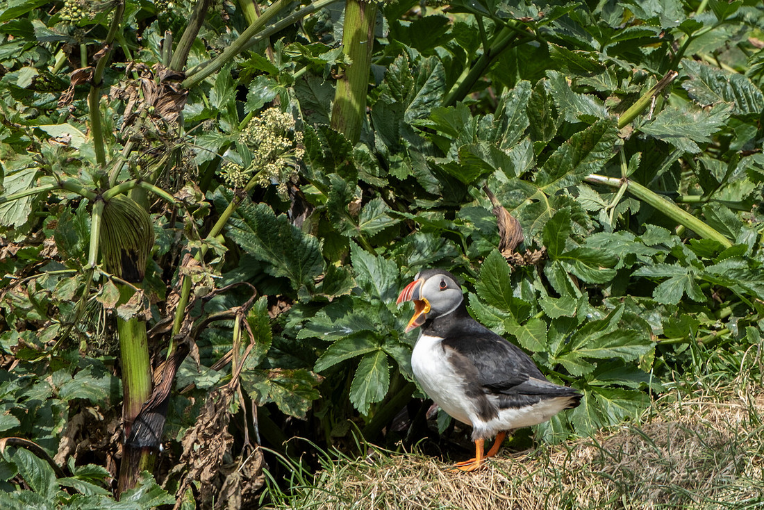 Puffins