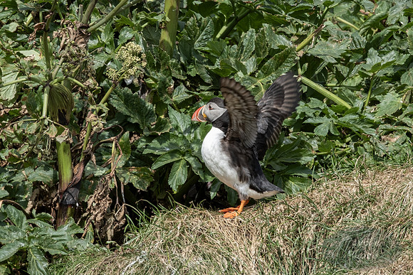 Puffins