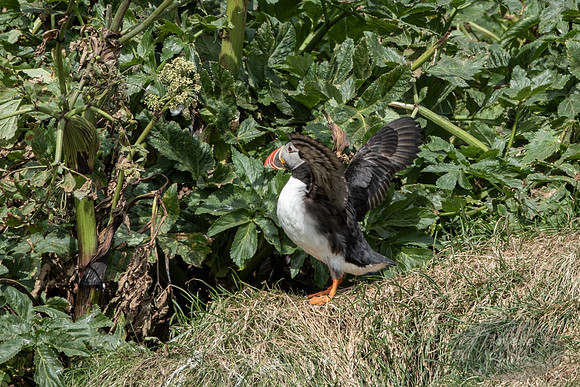 Puffins