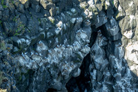 Black-legged Kittiwake at Arnarstapi