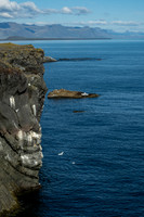 Black-legged Kittiwake at Arnarstapi