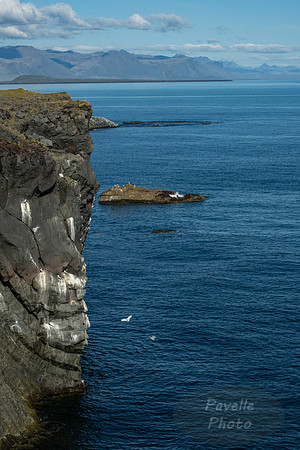 Black-legged Kittiwake at Arnarstapi