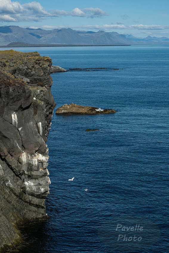 Black-legged Kittiwake at Arnarstapi