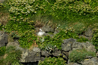 Black-legged Kittiwake at Arnarstapi