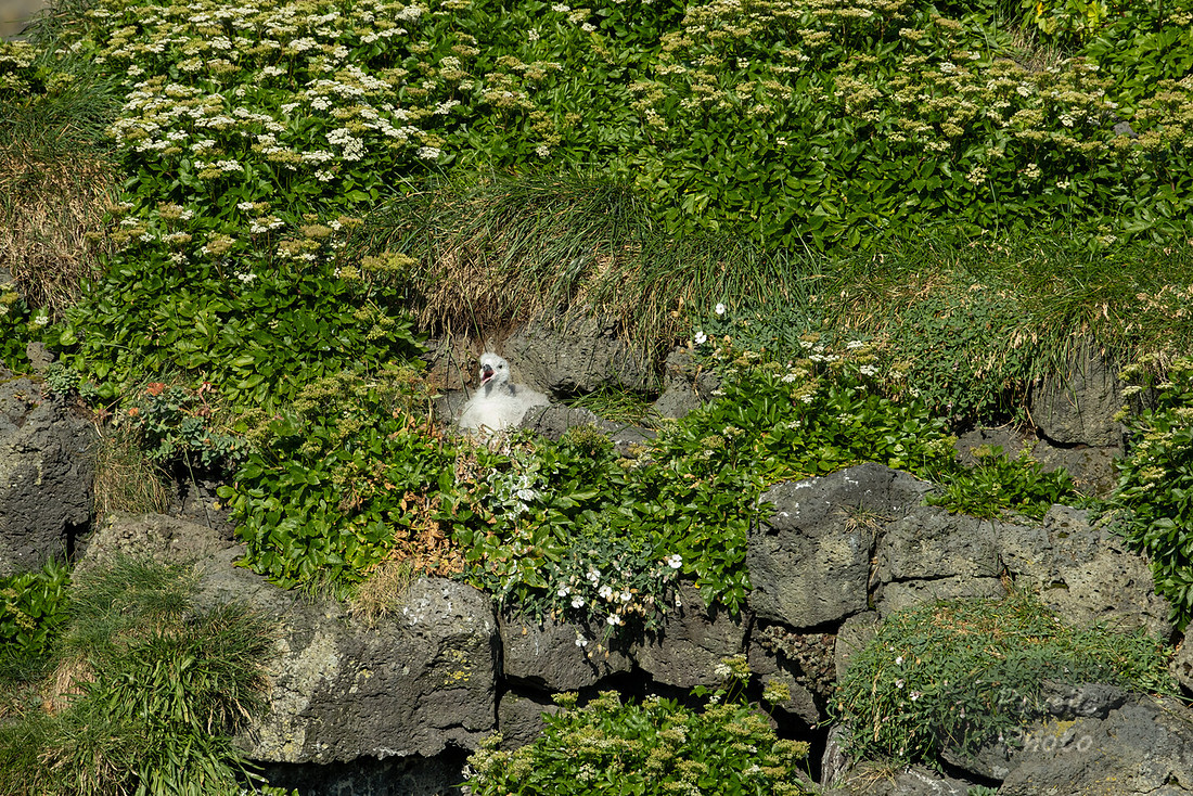 Black-legged Kittiwake at Arnarstapi
