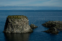 Black-legged Kittiwake at Arnarstapi