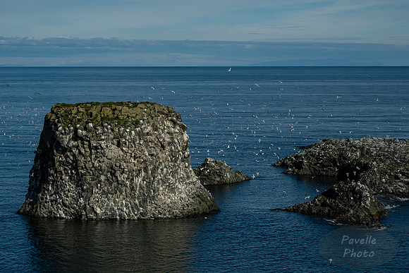 Black-legged Kittiwake at Arnarstapi