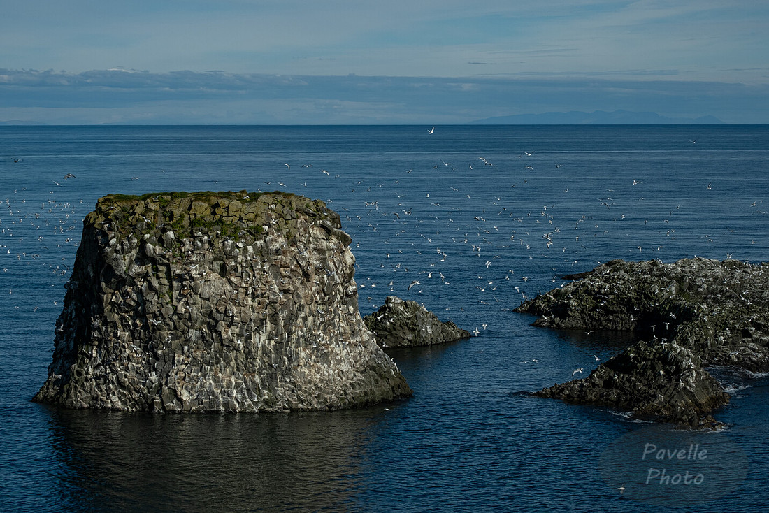 Black-legged Kittiwake at Arnarstapi