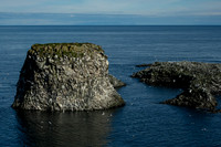 Black-legged Kittiwake at Arnarstapi