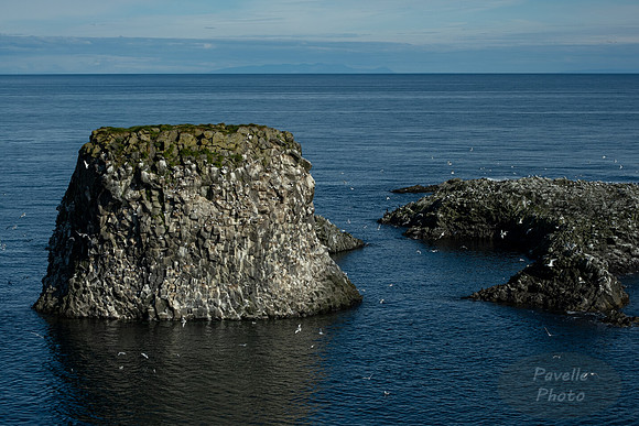 Black-legged Kittiwake at Arnarstapi