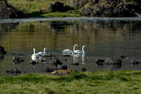 Whooper Swan