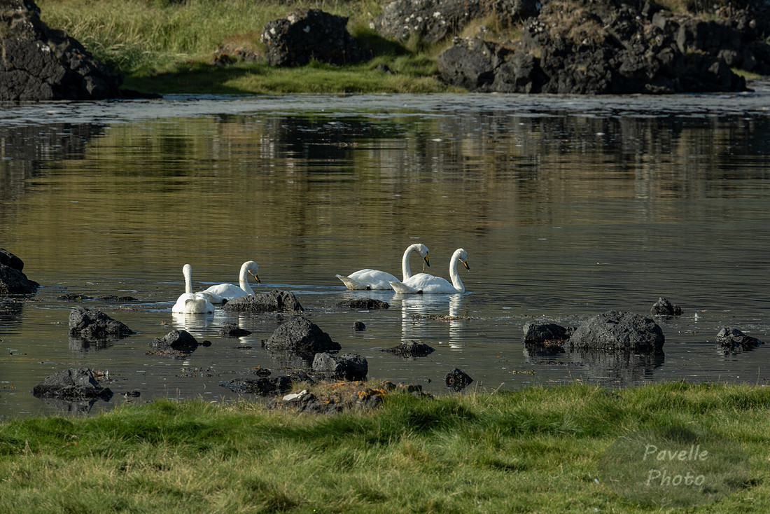Whooper Swan