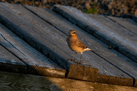 Northern Wheatear