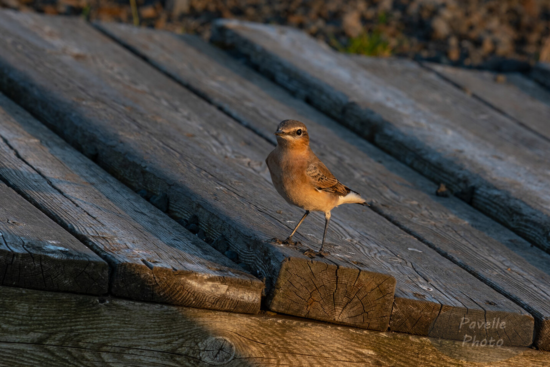 Northern Wheatear