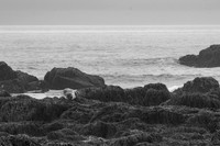 Seal