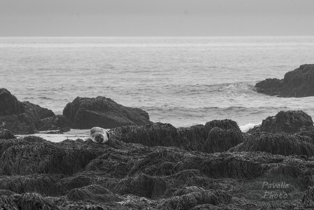 Seal