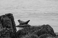 Seal