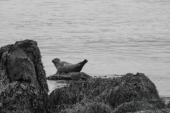 Seal