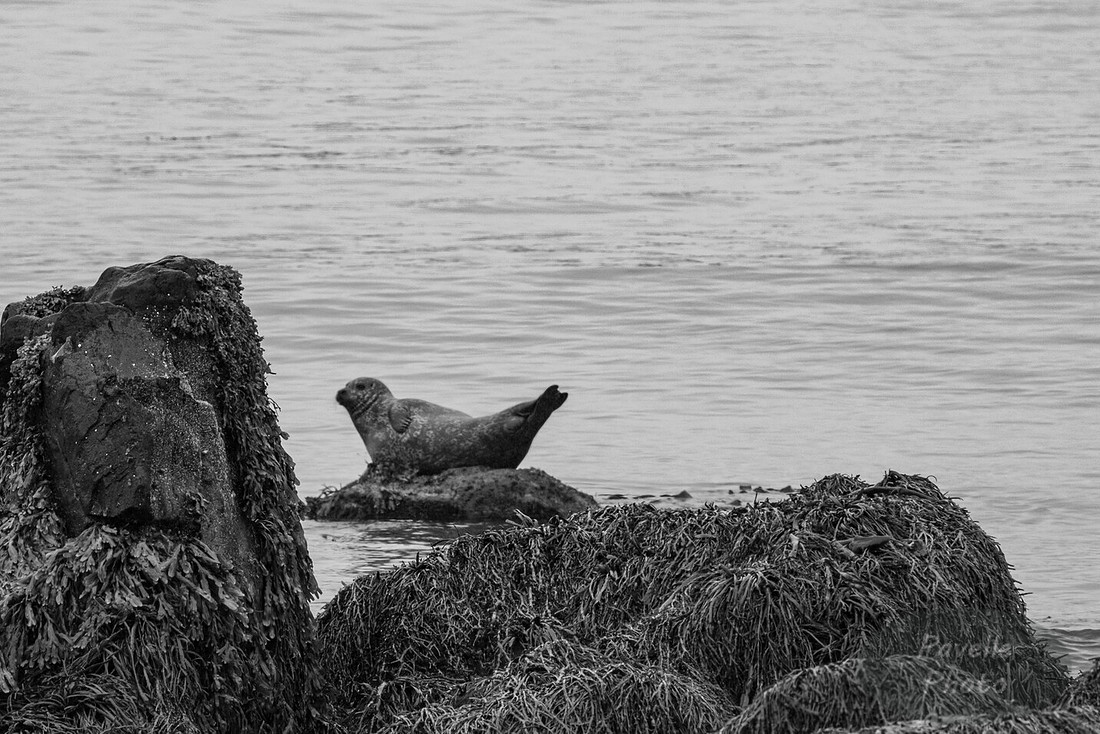 Seal