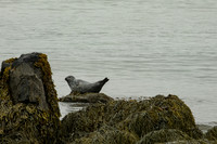 Seal
