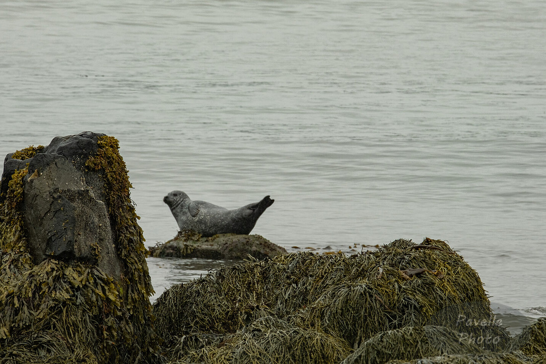 Seal