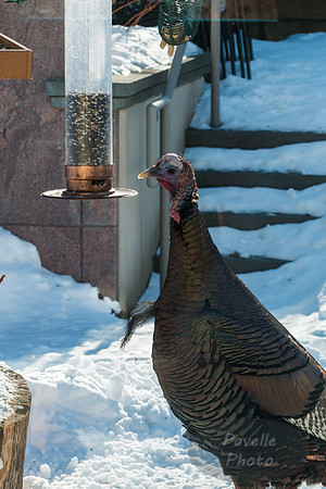 Wild Turkey at Feeder