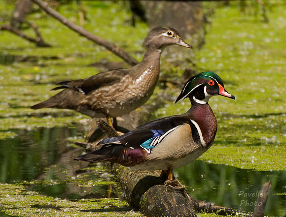 wood ducks