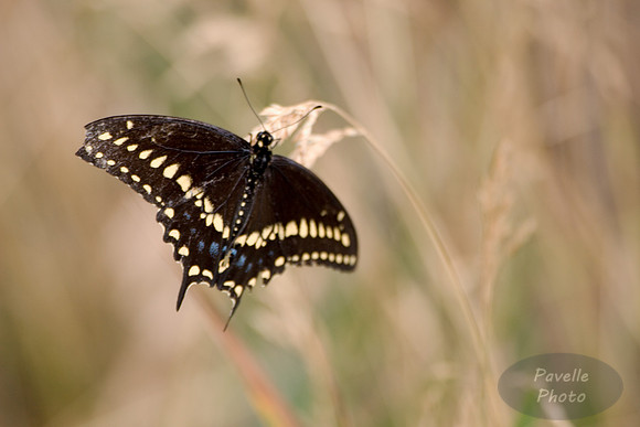 black swallowtail