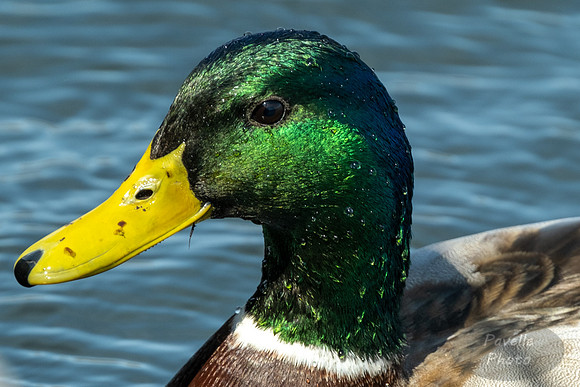 Mallard portrait
