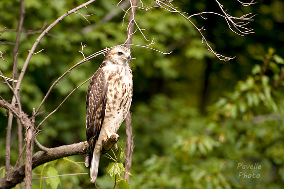 Red-Tailed Hawk