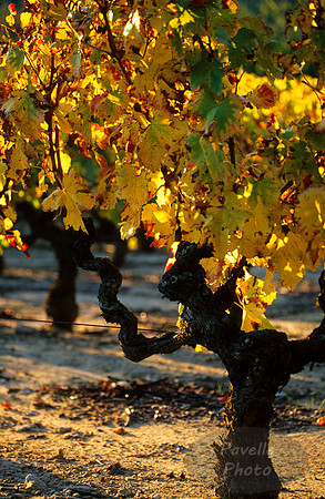 grape vines