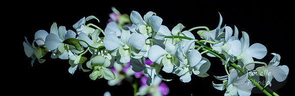 Orchid Panorama