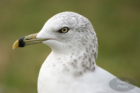 ring-billed gull