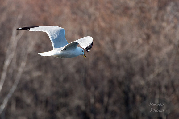 Ring-Billed Gull
