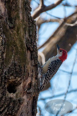 Red-Bellied Woodpecker