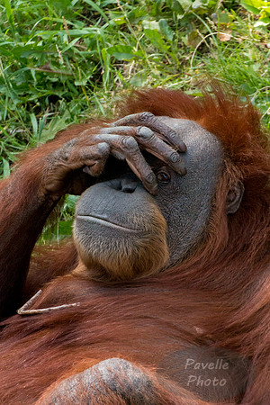 Orangutan