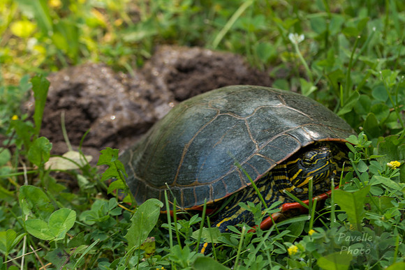 Painted Turtle