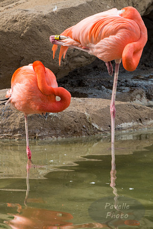 Flamingos