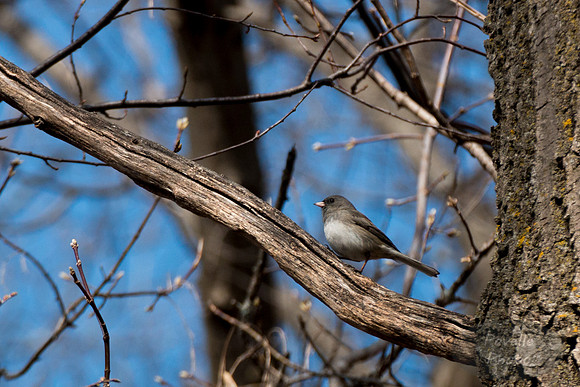 Junco