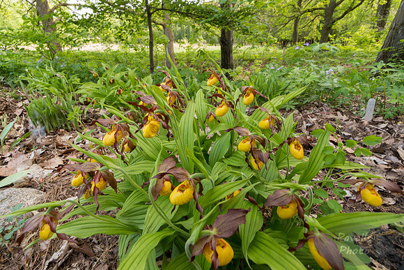 Small Yellow Lady Slippers