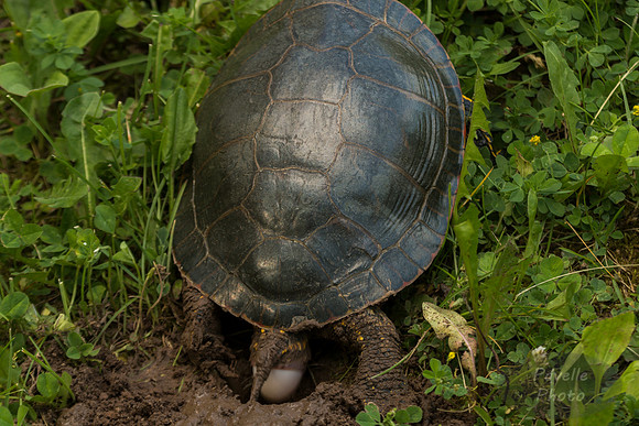 Painted Turtle